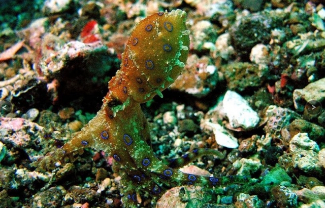 Pulpo bajo el agua